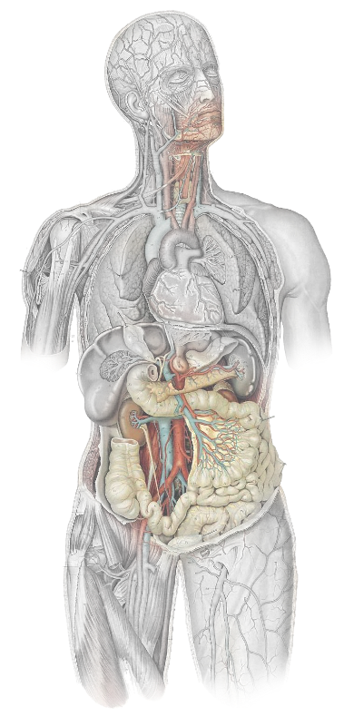 Digestive System