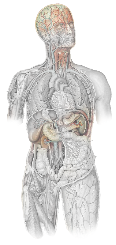 Hormonal System