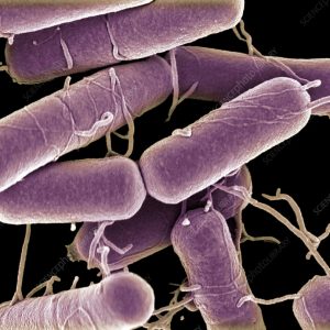 Bacillus subtilis