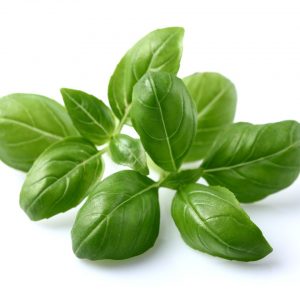 Basil