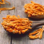 Cordyceps