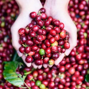 Coffee Fruit Extract