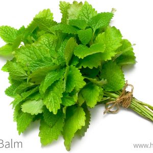 Lemon Balm