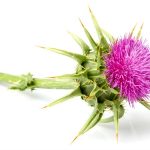 Milk Thistle