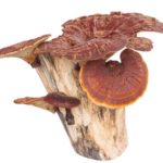 Reishi Mushroom