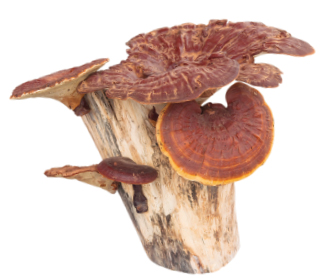 Reishi Mushroom