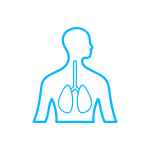 Respiratory System