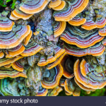 Turkey Tail Mushroom