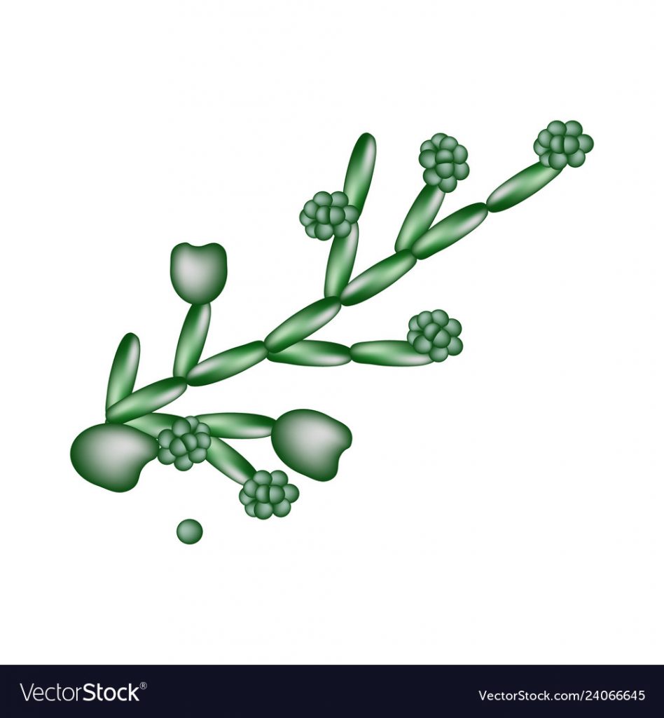 Candida structure